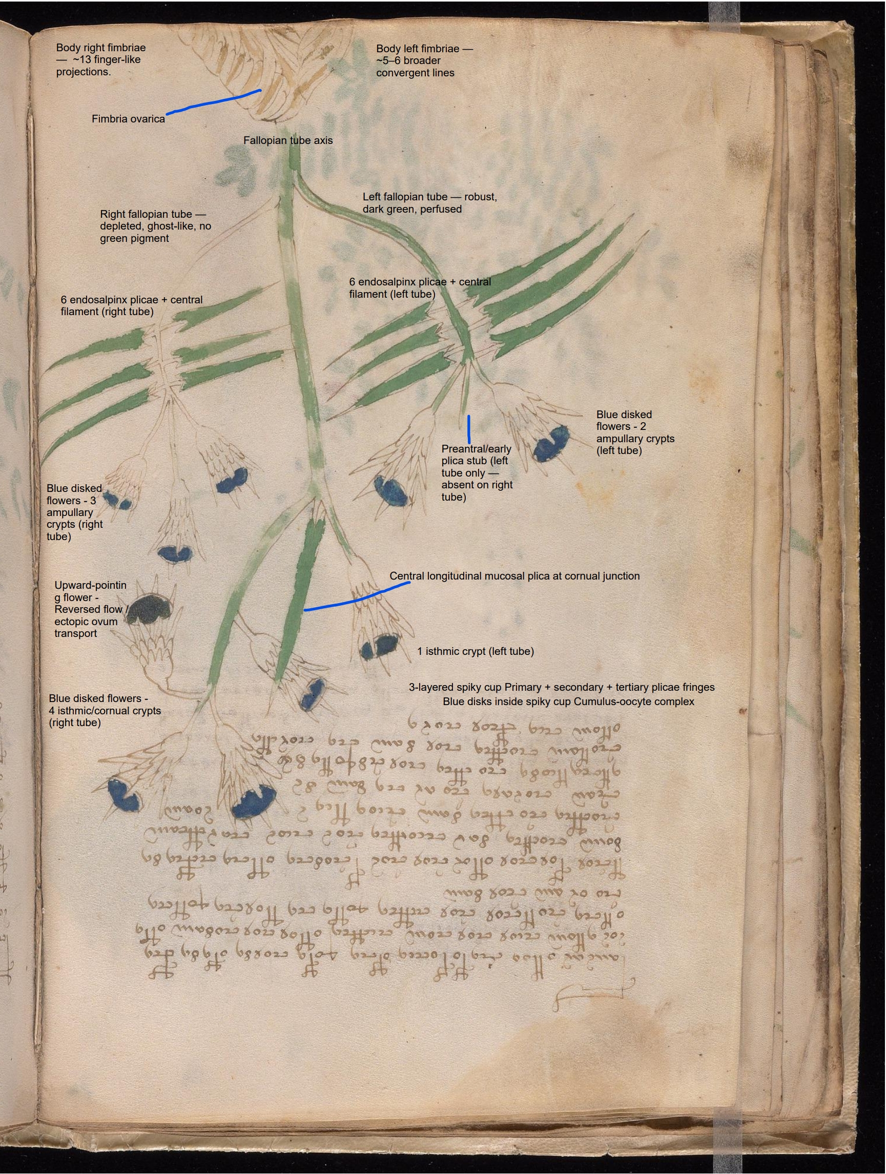 Labelled diagram of Folio 20v